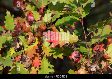 Chêne (Quercus rubra) à feuilles à l'automne forêt à la belle journée ensoleillée Banque D'Images