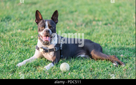 Boston Terrier femelle au repos. Banque D'Images