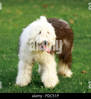 Old English Sheepdog Portrait. Banque D'Images