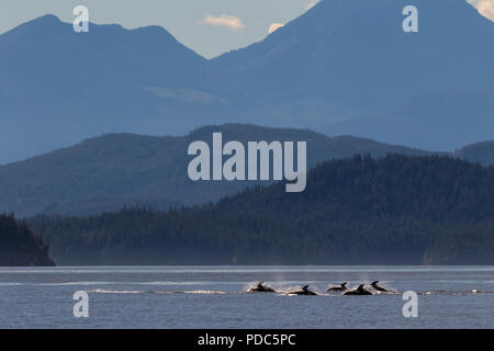 Un groupe de dauphins à flancs blancs du Pacifique se déplace dans l'archipel Broughton, le territoire des Premières Nations au large de l'île de Vancouver, Colombie-Britannique, Canada Banque D'Images