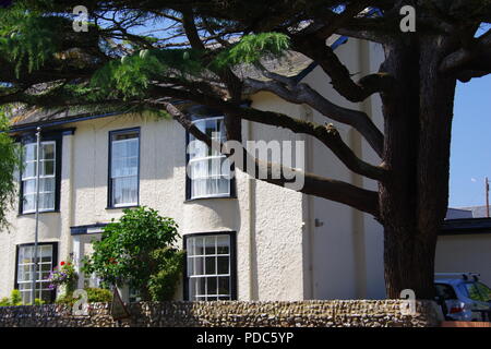 Maison victorienne de luxe par la Ford, Sidmouth Cèdre majestueux avec un jour d'été. L'est du Devon, Royaume-Uni. Août, 2018. Banque D'Images