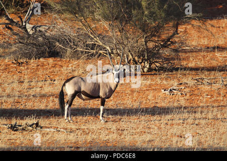 Gemsbok, oryx ou sud-africain (Oryx gazella) dans le désert du Kalahari, en Namibie. Banque D'Images
