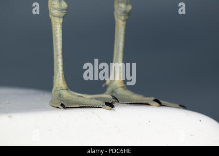 Close-up du pieds palmés d'un varech Gull (Larus dominicanus vetula), au large de la côte de la Namibie. Banque D'Images