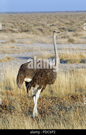 Les femelles (autruche Struthio camelus australis), Etosha National Park, Namibie. Banque D'Images