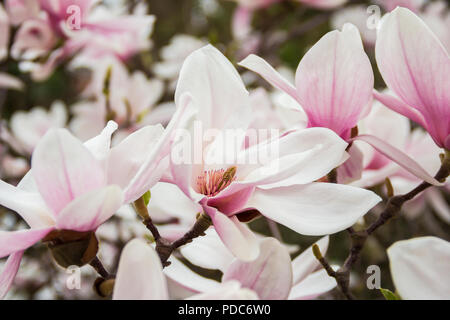 Fleurs blanches ou de l'épanouissement magnolia (Magnolia denudata) dans le printemps Banque D'Images