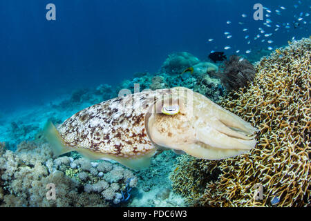 Une femme Broadclub la seiche, Sepia latimanus, pond ses oeufs dans une colonie de corail de feu sur un récif dans le Parc National de Komodo, en Indonésie. Banque D'Images