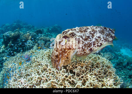 Une femme Broadclub la seiche, Sepia latimanus, pond ses oeufs dans une colonie de corail de feu sur un récif dans le Parc National de Komodo, en Indonésie. Banque D'Images