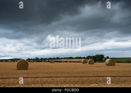 Rousdon, près de Lyme Regis, l'est du Devon, Royaume-Uni. 8 août 2018. UK : Météo nuages sombres et moody skies à Rousdon près de Lyme Regis annoncer une pause bienvenue à l'été et canicule apporte beaucoup de pluie nécessaires dans les régions rurales de l'est du Devon. Credit : Celia McMahon/Alamy Live News Banque D'Images