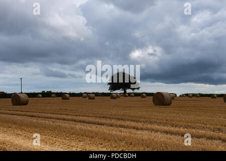 Rousdon, près de Lyme Regis, l'est du Devon, Royaume-Uni. 8 août 2018. UK : Météo nuages sombres et moody skies à Rousdon près de Lyme Regis annoncer une pause bienvenue à l'été et canicule apporte beaucoup de pluie nécessaires dans les régions rurales de l'est du Devon. Credit : Celia McMahon/Alamy Live News Banque D'Images