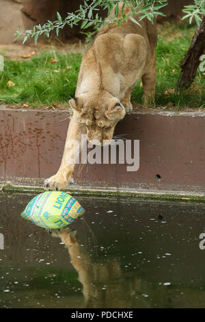 Le Zoo de Londres. UK, 9 août 2018 - Le Zoo de Londres est l'Asiatique lionnes, Heidi, et indi Rubi, jouer avec des boules de Boomer pour marquer la Journée mondiale de Lion qui est le 10 août. Les boules peintes avec une explosion de couleurs vives inspirées par le Gujarat, accueil à l'Asiatique les lions à l'ouest de l'Inde et parfumé à l'orgueil's favorite des herbes aromatiques et épices pour les festivités de la féline. Credit : Dinendra Haria/Alamy Live News Banque D'Images