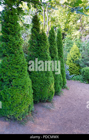 Conique de l'épinette canadienne, belle arbre vert - près de quatre pièces sur une journée d'été. Banque D'Images