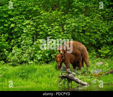 L'ours grizzli l'accouplement dans la forêt pluviale de Great Bear, en Colombie-Britannique, Canada Banque D'Images