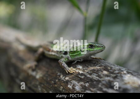 Lézard des murailles italien peau excrétion on a log Banque D'Images