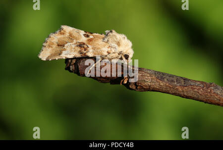 Un joli papillon jaunâtre sombre (Eremobia ochroleuca) perché sur une branche. Banque D'Images