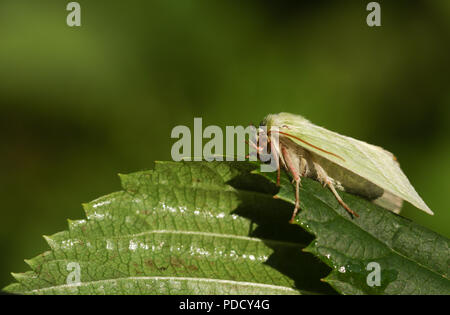 Un joli argent vert-lines (Pseudoips prasinana) perché sur une feuille. Banque D'Images