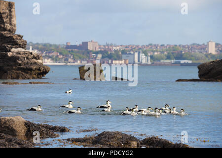 Un grand groupe d'eiders mâles se mettent à pourchasser une seule femme pendant la saison des amours, Fife en Écosse. Banque D'Images