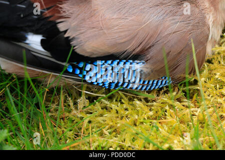 jay eurasien, Garrulus glandarius, plumage coloré. Oiseau pris et tué par le chat de maison dans le jardin. Banque D'Images