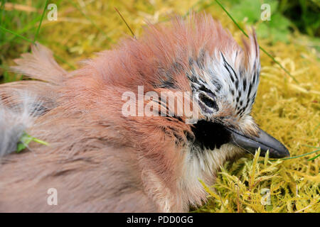 jay eurasien, Garrulus glandarius, plumage coloré. Oiseau pris et tué par le chat de maison dans le jardin. Banque D'Images