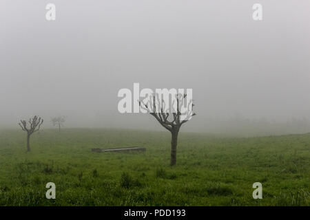 Arbre dans le brouillard très lourd sur les îles de Sao Miguel Açores Portugal.Le brouillard est un aérosol visible composé de minutes de gouttelettes d'eau ou de cristaux de glace suspe Banque D'Images