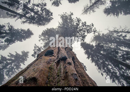 D'énormes arbres Séquoia pendant la pluie et fogIn Sequoia National Park, Californie, USA Banque D'Images