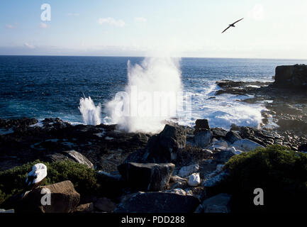 Blow hole' sur l'albatros des Galapagos et l'île d'Espanola, l'île des Galapagos Banque D'Images