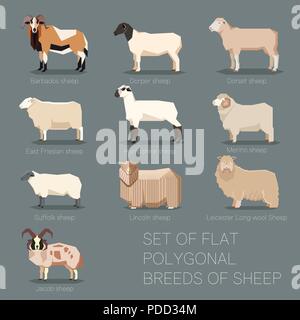 Ensemble de races de moutons polygonale plate icons Illustration de Vecteur