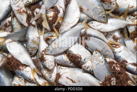 Limande poisson fraîchement pêché dans une pile sur la plage. Banque D'Images