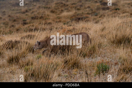 La femelle adulte la tête de Puma saupoudré de neige hill alors qu'elle suit un troupeau de sa proie principale ,Guanaco. Banque D'Images