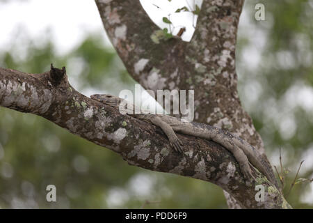Monnitor indien ou lézard Varan du Bengale en appui sur l'arbre durant la marée haute dans les Sunderbans Tiger réserver l'Inde Banque D'Images