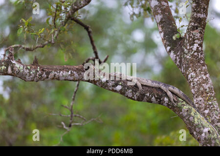 Monnitor indien ou lézard Varan du Bengale en appui sur l'arbre durant la marée haute dans les Sunderbans Tiger réserver l'Inde Banque D'Images