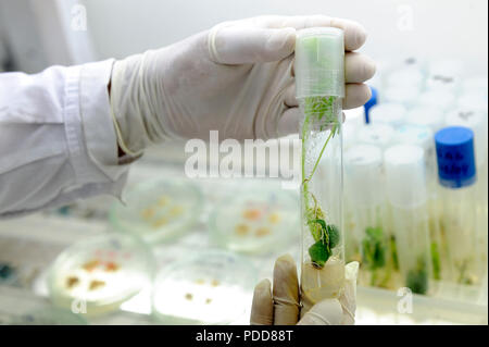 La recherche et de la science dans des personnes étudiant médecin représentant des laboratoires de l'enseignement de la chimie et de la médecine concept Banque D'Images