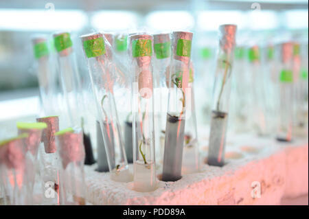 Close up rangée de bouteille en verre sur la tablette de la culture de tissus végétaux en laboratoire. Banque D'Images