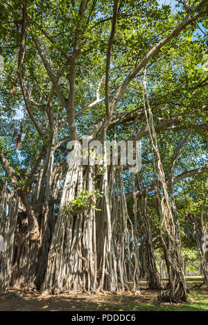 Banyan Tree en Ala Moana Beach Park, Honolulu, Hawaii Banque D'Images