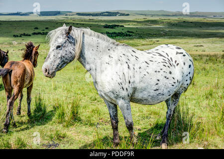 A White Spotted Pony (mare) dans le parc national du Dartmoor debout sur la lande verte et regarde pendant que ses jeunes poulains à pied en sécurité derrière elle. Banque D'Images