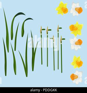 Vecteur de décoration fleurs isolées. narcisse Illustration de Vecteur