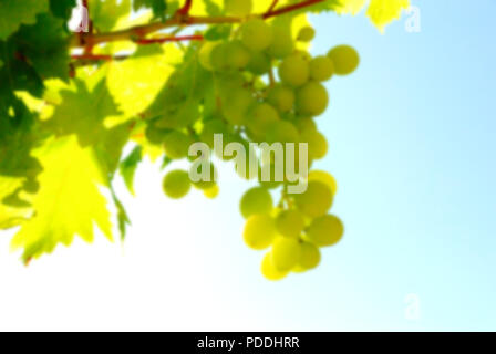 Résumé fond flou, grappe de raisins blancs bien mûrs sur pampre, rétro-éclairage avec ciel bleu, décentreriez Banque D'Images