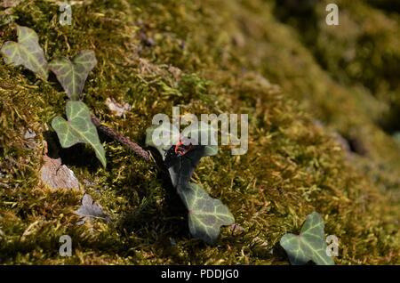 Petit coléoptère de couleur feu caché dans l'ombre tourné en mode concentré en Allemagne Banque D'Images