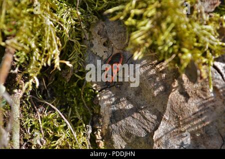 Petit coléoptère de couleur feu se hisse sur une pierre dans une forêt allemande se cacher du soleil Banque D'Images