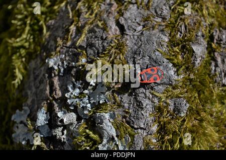 Petit coléoptère de couleur feu concentré avec l'appareil photo assis sur un arbre d'une forêt allemande Banque D'Images