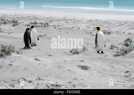 King Penguins - Point de bénévolat, Stanley Island Banque D'Images