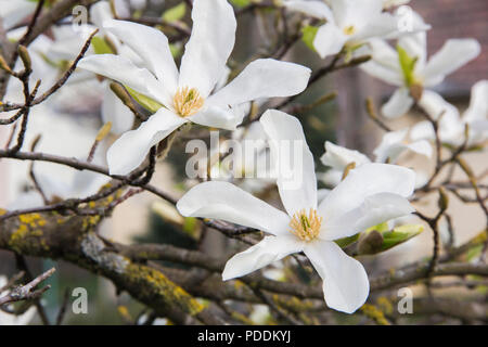 Fleurs blanches ou de l'épanouissement magnolia (Magnolia stellata) dans le printemps Banque D'Images