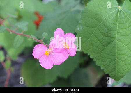 Cette magnifique photo pf cette fleur rose est prêt à vendre, un simple clic sur un bouton cette photo est éteint et prêt à être la couverture de quoi de neuf. Banque D'Images