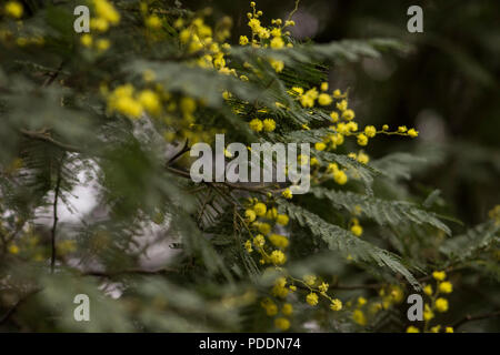 Close up de fleurs jaune et vert foncé sur les pétioles ; Golden wattle Acacia pycnantha ; wattle à grandes feuilles dans le Kwa-Zulu Natal Banque D'Images