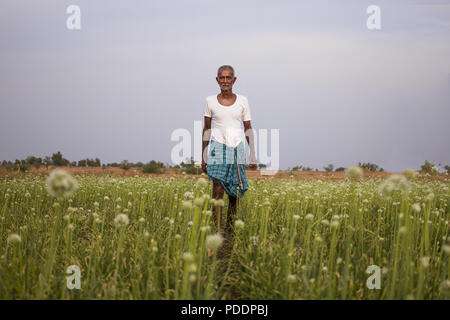 Les agriculteurs indiens, debout au milieu des champs d'oignons. La vie de l'Inde rurale, premier agriculteur en costume traditionnel. Banque D'Images