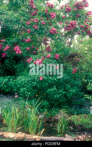 Lilas commun (Syringa vulgaris) avec petit étang de jardin EN PREMIER PLAN Banque D'Images