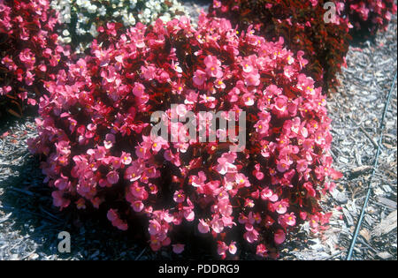 BEGONIA SEMPERFLORENS ROSE FLOWERS GROWING IN GARDEN BED avec écorce l'écaillage. Banque D'Images
