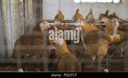 Groupe de poulet fermier librement en dehors de pâturage ferme biologique. L'agriculture biologique, les droits des animaux, retour à la nature concept. Banque D'Images