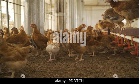 Groupe de poulet fermier librement en dehors de pâturage ferme biologique. L'agriculture biologique, les droits des animaux, retour à la nature concept. Banque D'Images