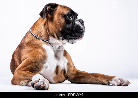Boxer dog sitting with regard amusé Banque D'Images