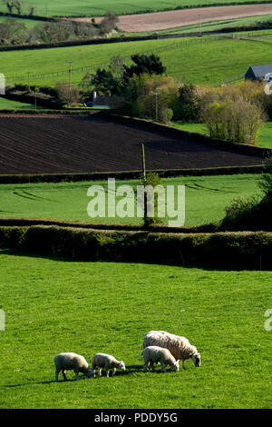 Le pâturage des moutons et des champs labourés au début du printemps Banque D'Images